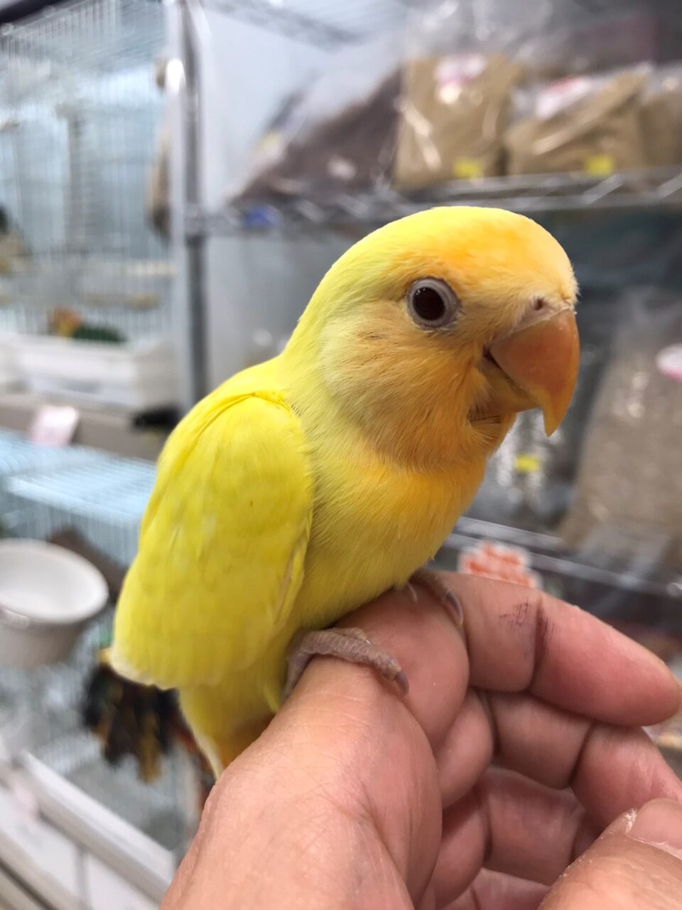 手乗りコザクラインコ雛など インコ オウム 小鳥 Bird Shopくるみ 西宮インター店