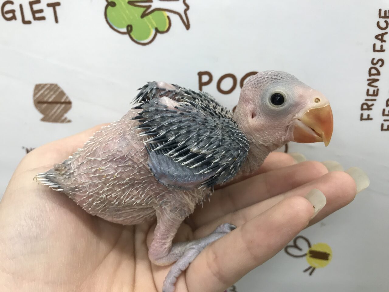 ワカケホンセイインコ、ウロコインコ、小桜インコ、ボタンインコ、オカメインコ雛 | インコ、オウム、小鳥｜BIRD SHOPくるみ 西宮インター店