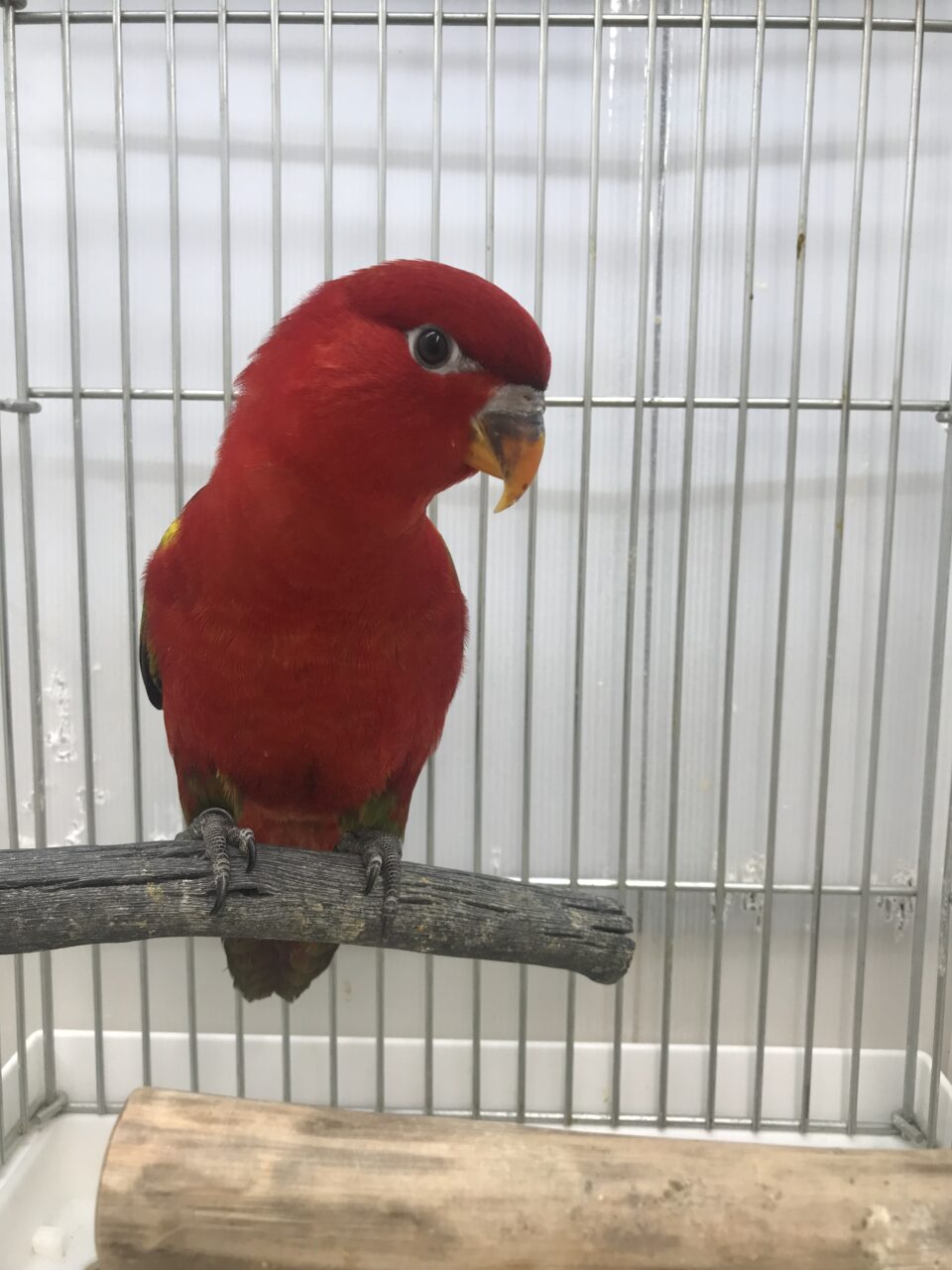 ローリー、小桜インコ、ボタン、モモイロインコ等入荷してます | インコ、オウム、小鳥｜BIRD SHOPくるみ 西宮インター店