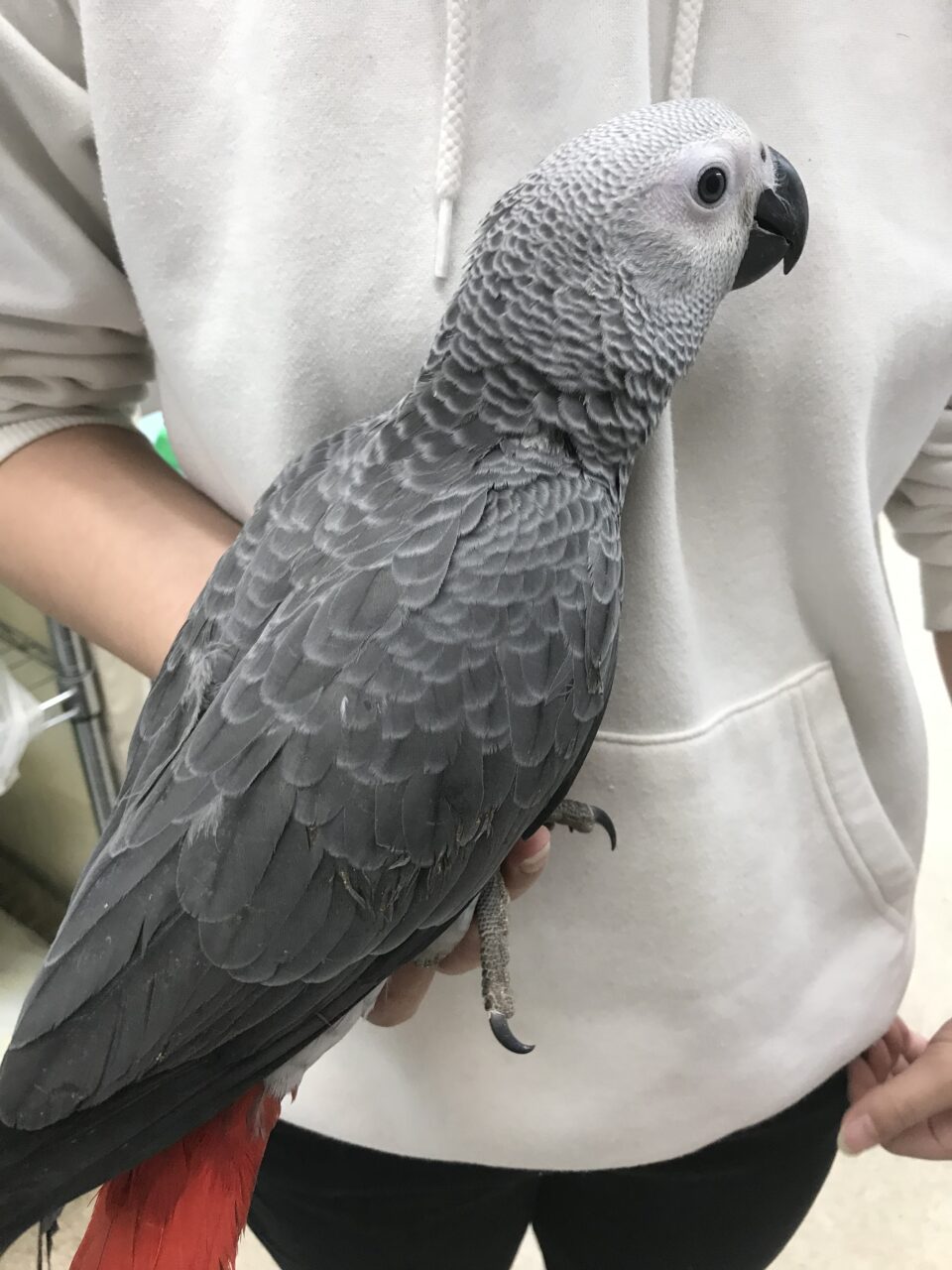 ヨウム、シロハラ，コガネ雛入荷してます | インコ、オウム、小鳥｜BIRD SHOPくるみ 西宮インター店