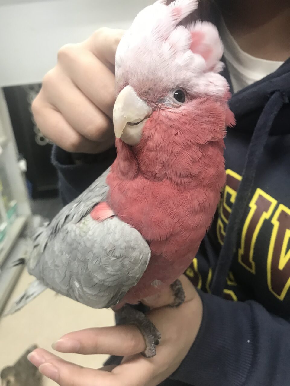 モモイロインコ、ウロコインコ、オカメインコ入荷しました | インコ、オウム、小鳥｜BIRD SHOPくるみ 西宮インター店