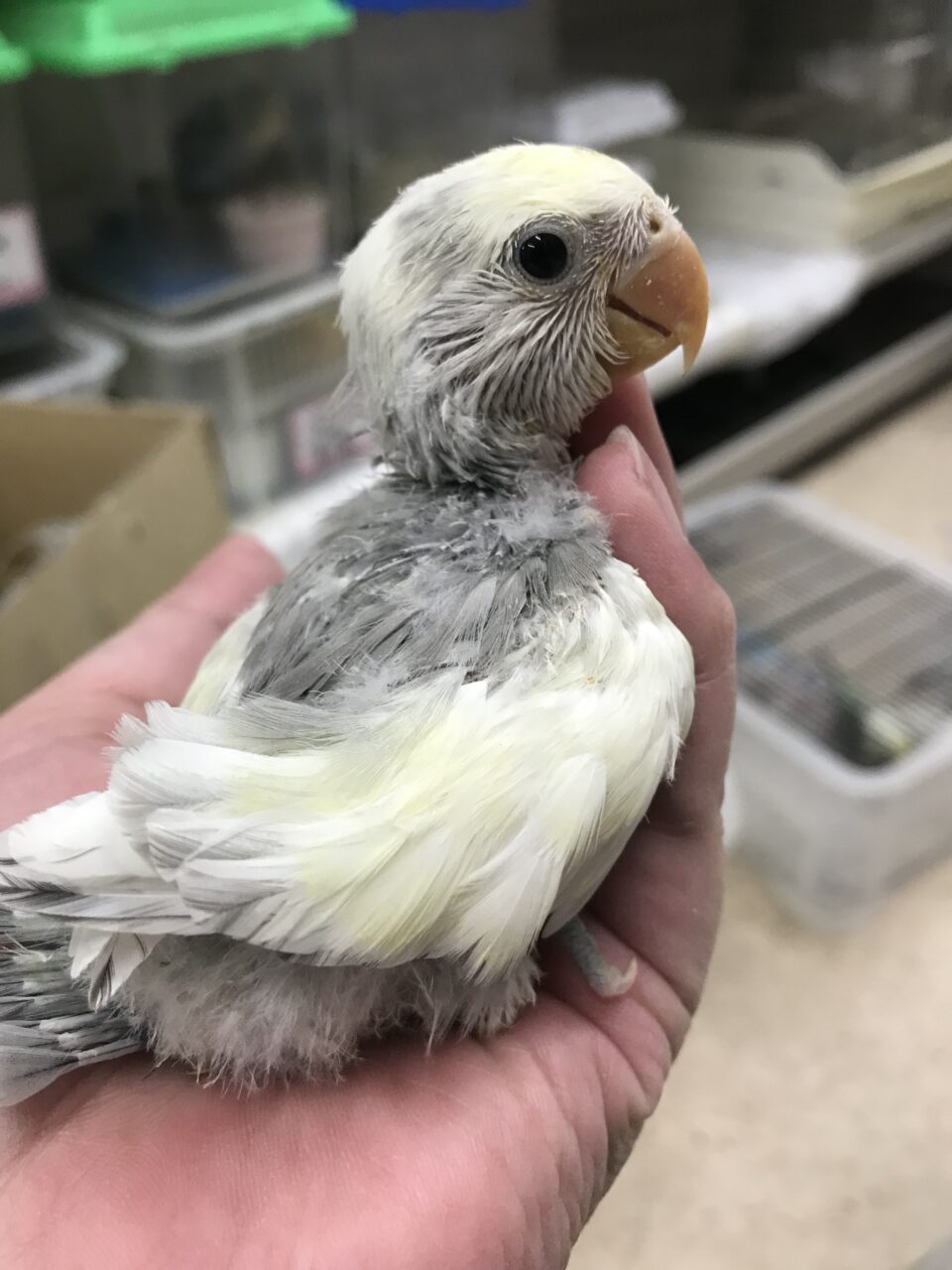 小鳥 小動物等 保温箱 セキセイインコ オカメインコなど - ペット用品