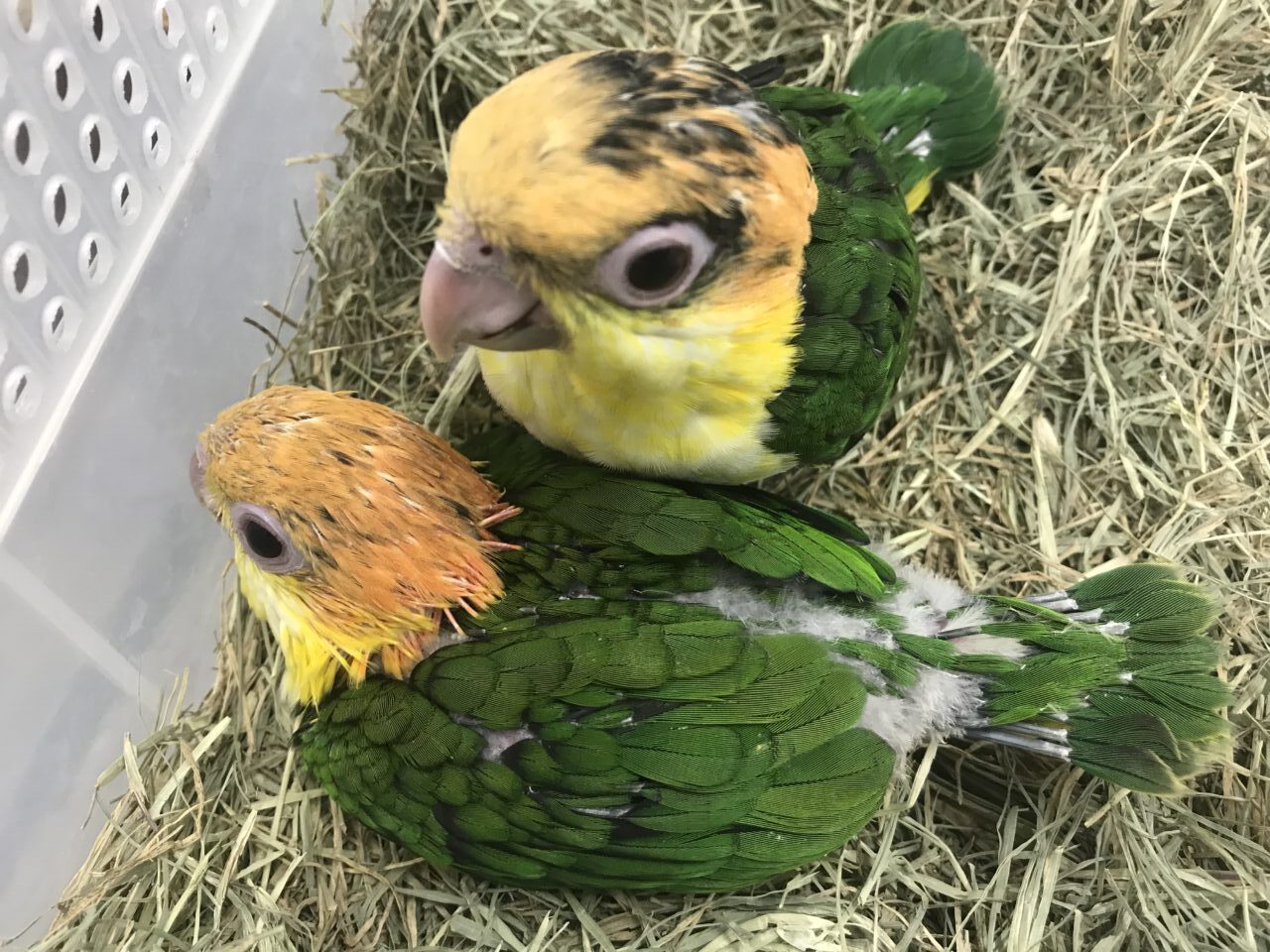 シロハラインコ、ウロコインコ、サザナミインコ、マメルリハ