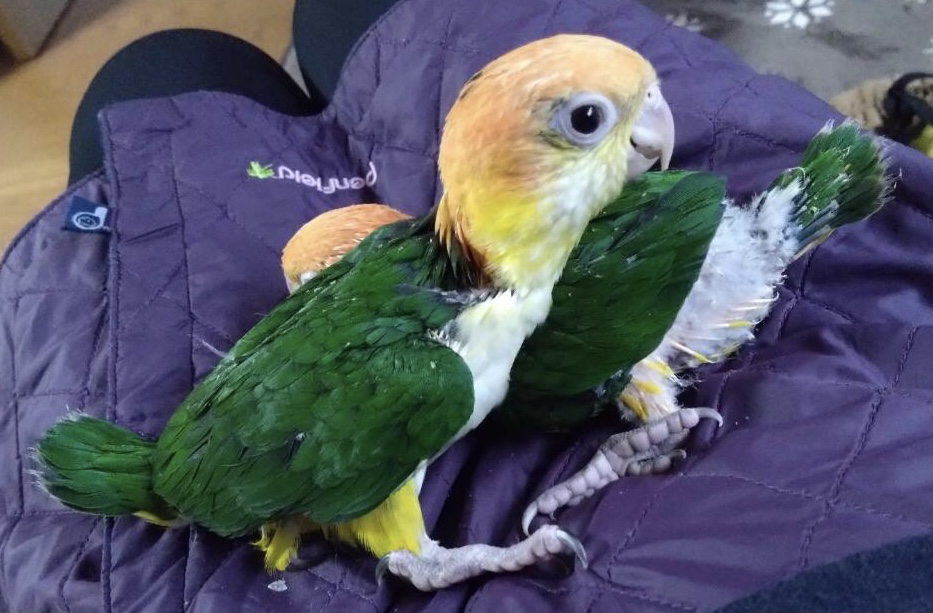 シロハラインコ、オキナインコ、ウロコインコ、サザナミインコ