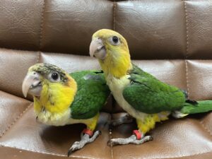 シロハラインコ、小桜インコ、オカメインコ,セキセイインコ、文鳥等入荷してます