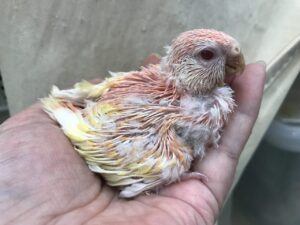 秋草インコ、文鳥、オカメインコ、小桜インコ、セキセイインコ等