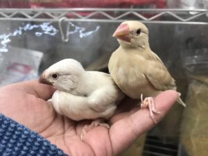 文鳥、オカメインコ、小桜インコ、セキセイインコ等